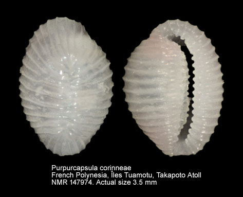 Purpurcapsula corinneae.jpg - Purpurcapsula corinneae (Shaw,1909)